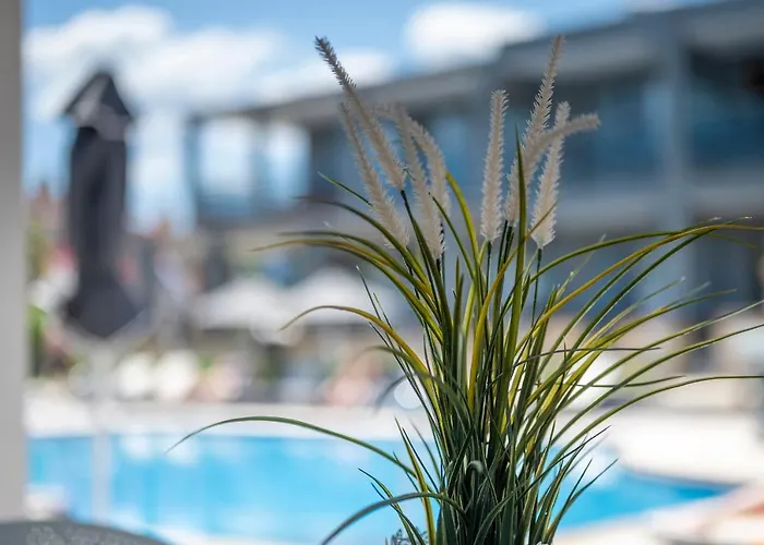 Dionysos & Chaniotis